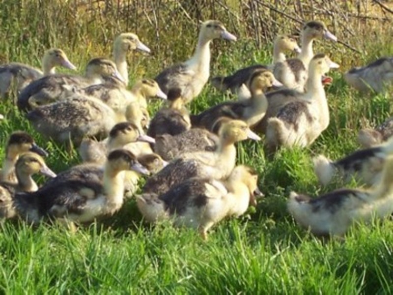 Déesse des GourmetsFerme Déesse G - canards