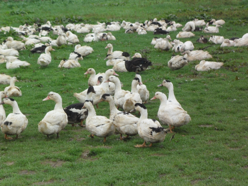 Déesse des GourmetsFerme Déesse G - canards dans le prè