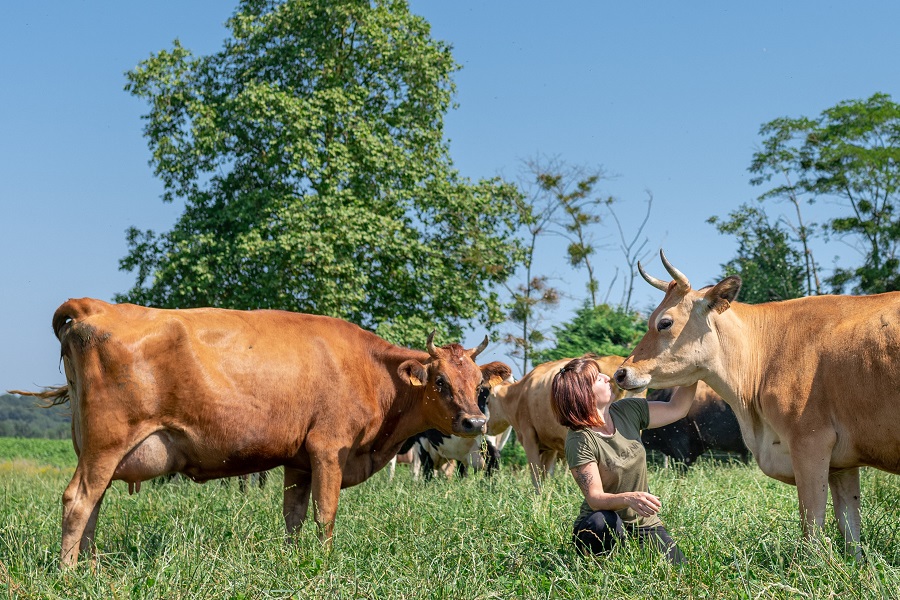 CostedoatFerme des vaches