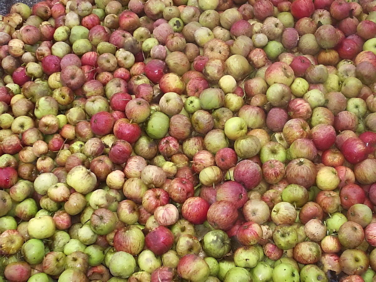 Ferme du lavoirFerme du lavoir - pommes