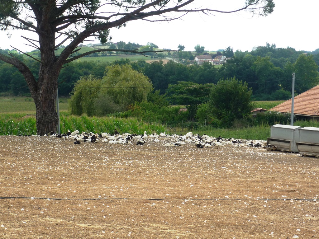 OT Terres de ChalosseFerme-Guilhem-Hauriet-2