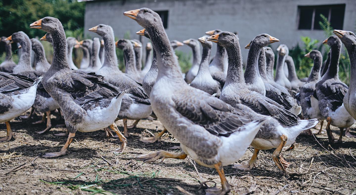 Famille Comet-TournierOies - Ferme Comet-Tournier