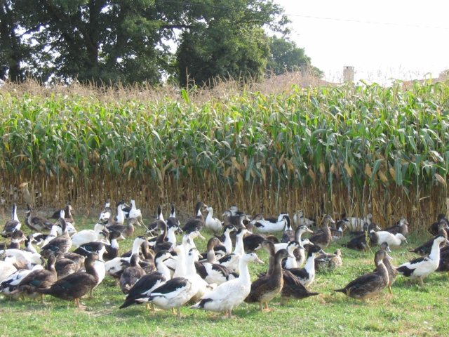 © Ferme Auberge LacèreFerme Lacère
