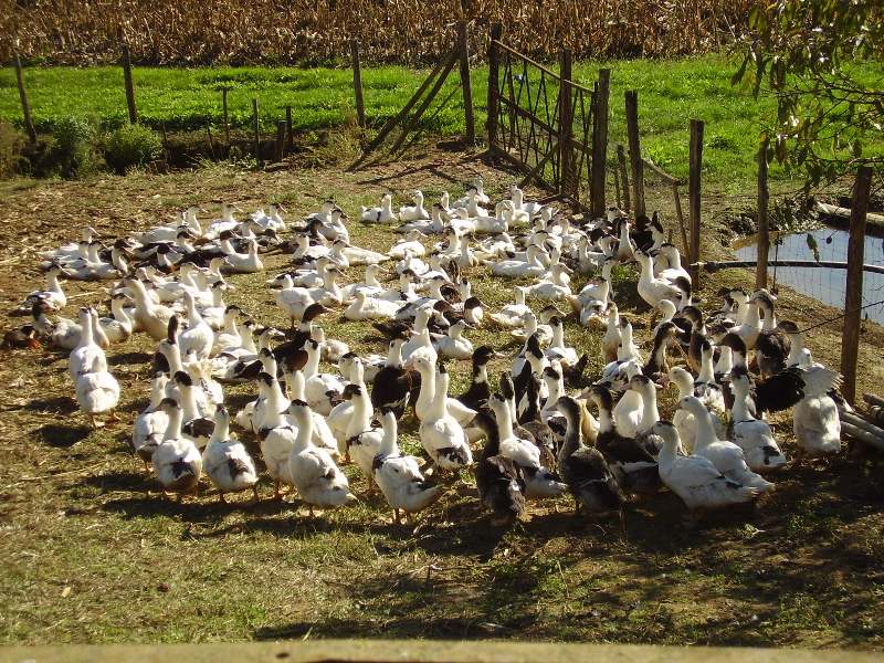 Haut ClouzetFerme Loupret - découverte des canards par les visiteurs
