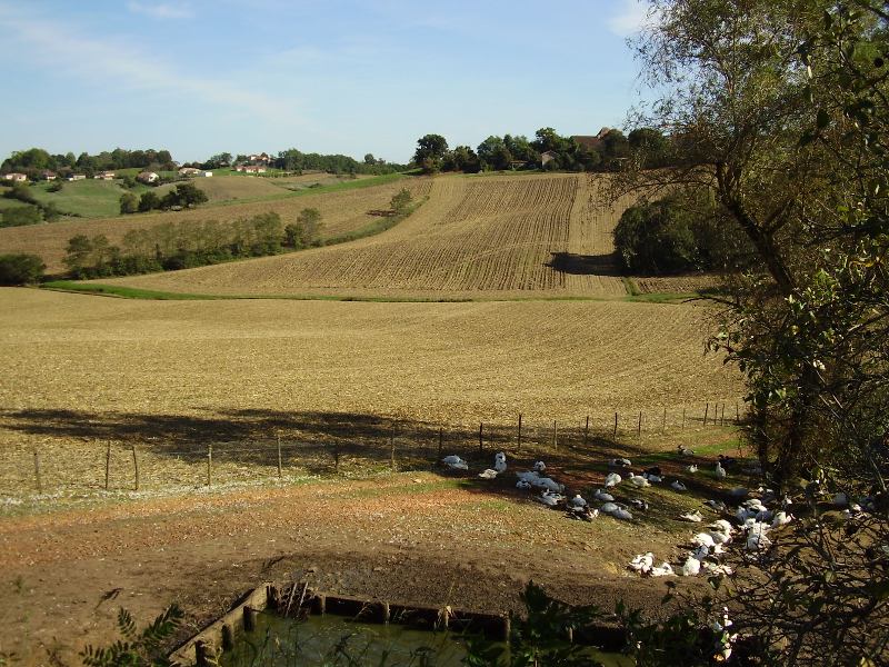 Haut ClouzetFerme Loupret - les canards gras