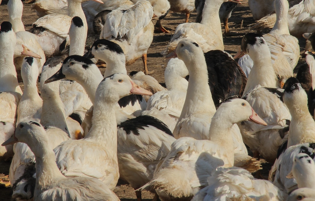 OT TC VioletteFerme Parlariou - Canards en extérieur