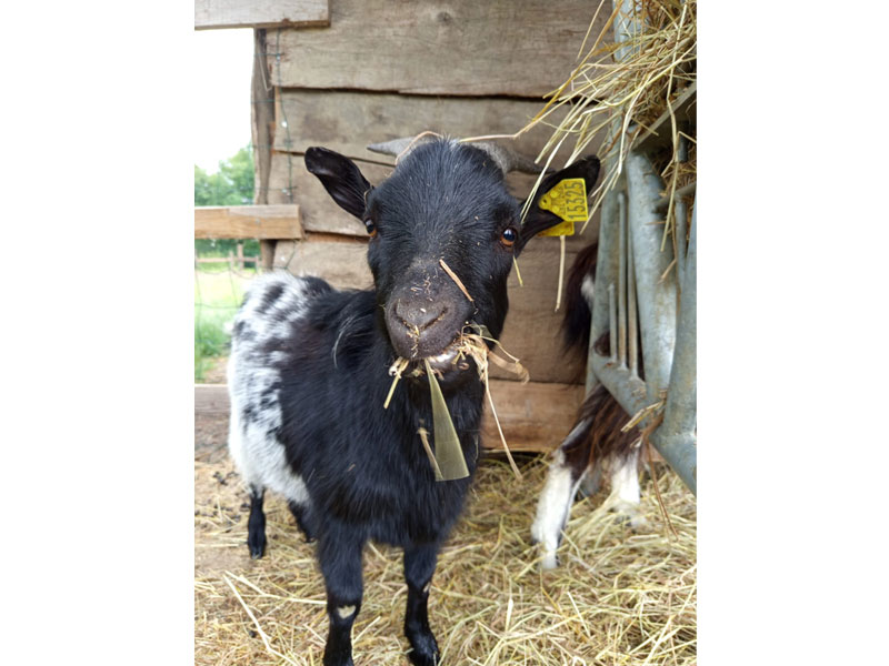 © Ferme pédagogique Aux Prés d'EcouvesFerme pédagogique Aux Prés d'Ecouves