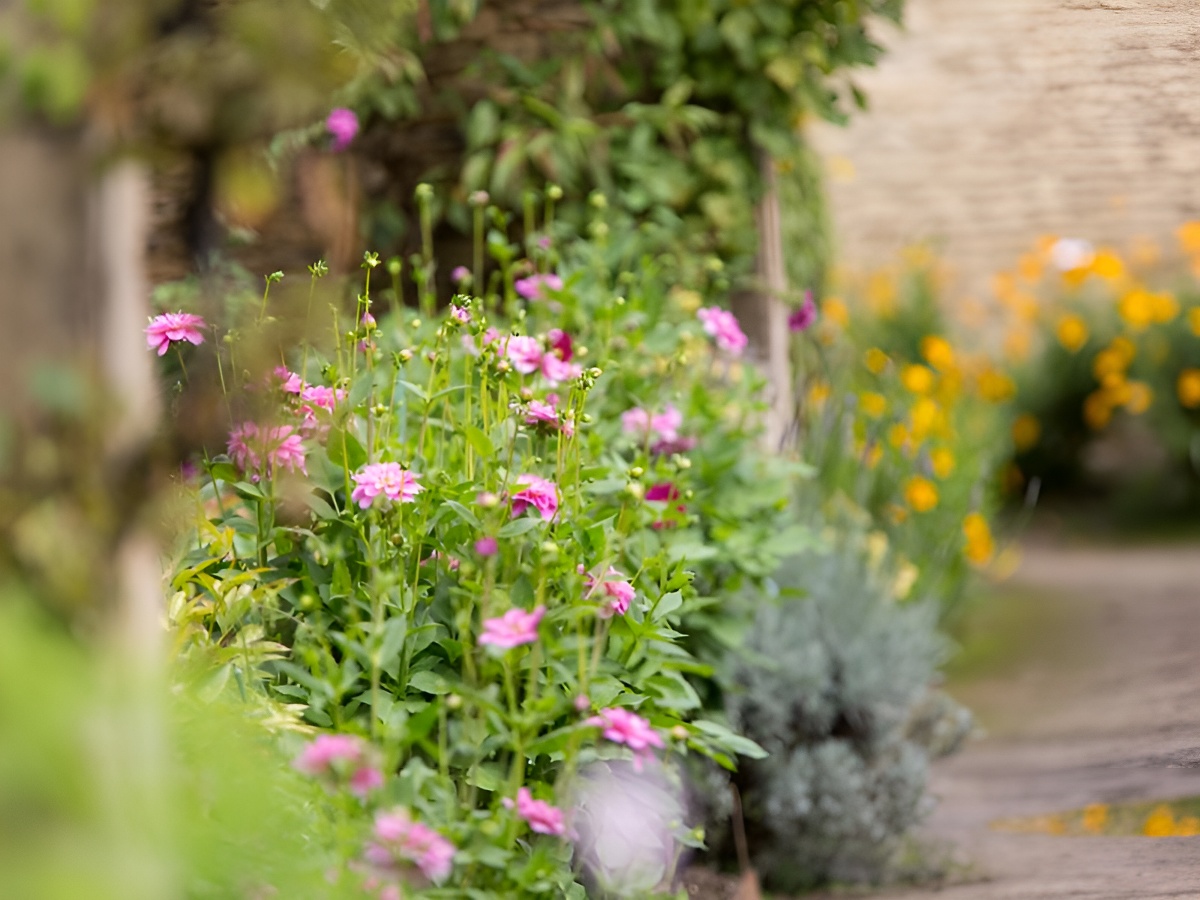 Le parc et les jardins du château de Mézidon Canon vus par A Guérin Litosphere - Calvados TourismeFleurs-chartreuses-jardin-c