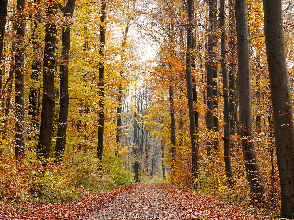 Pixabayforêt