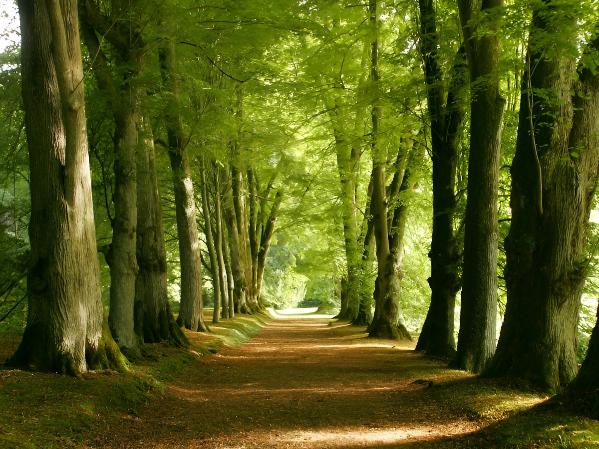 calvados tourismeforet 800x600