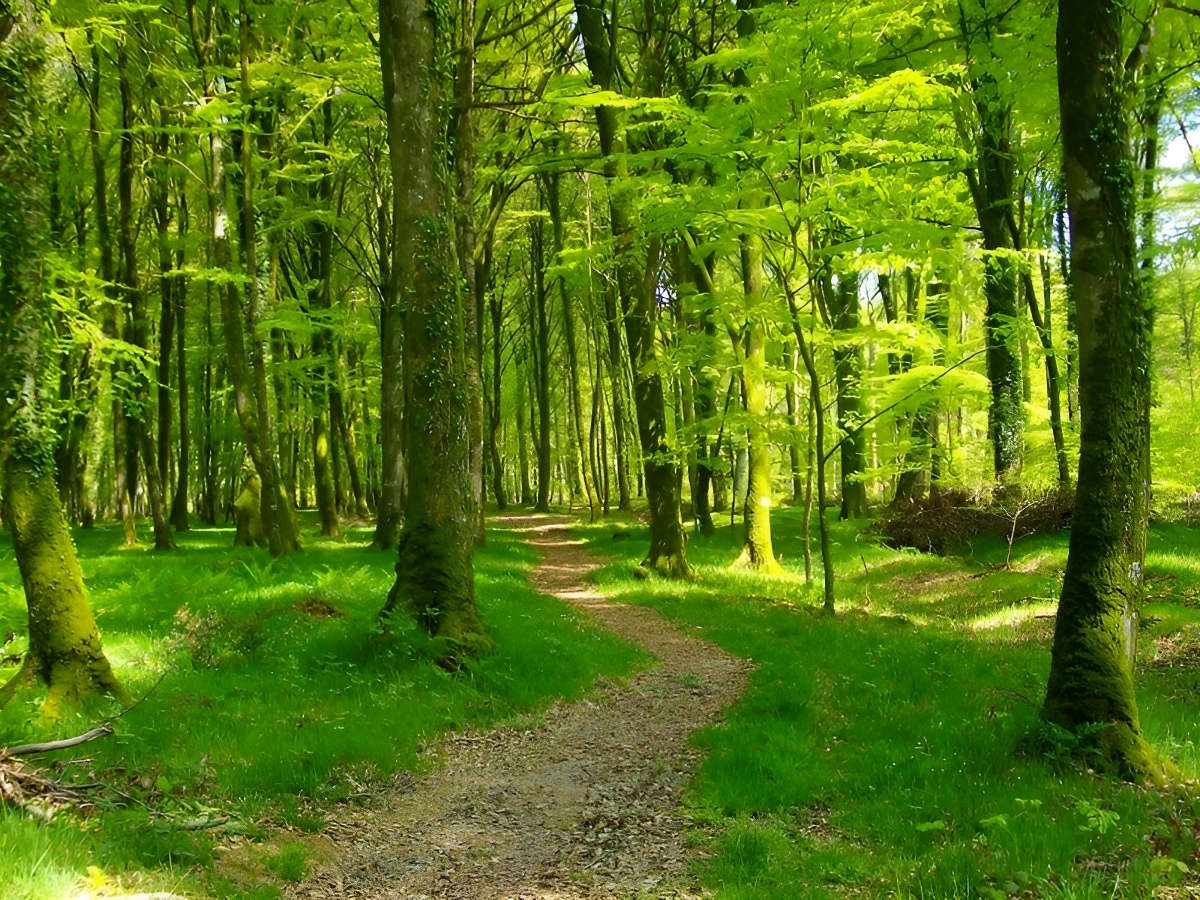 OT Isigny-Omahaforêt cerisy 2