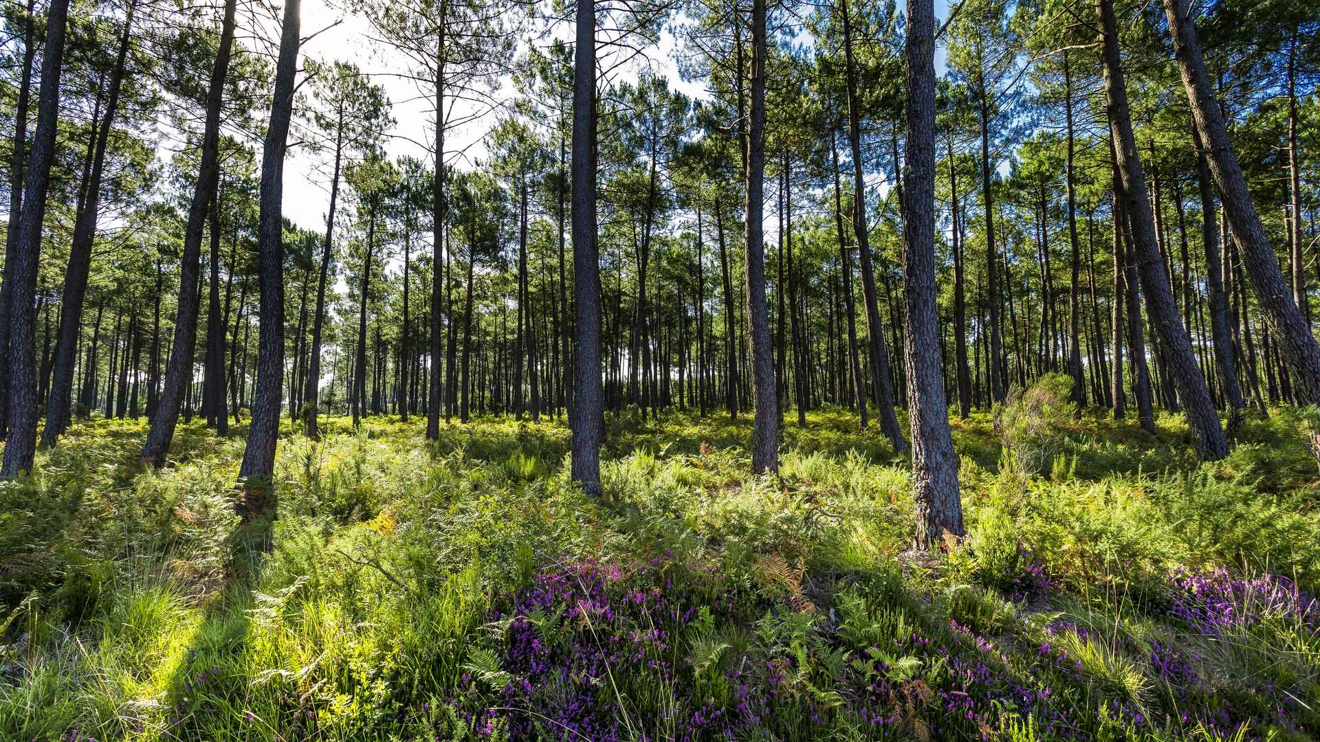 espace marc laugaforet-des-landes