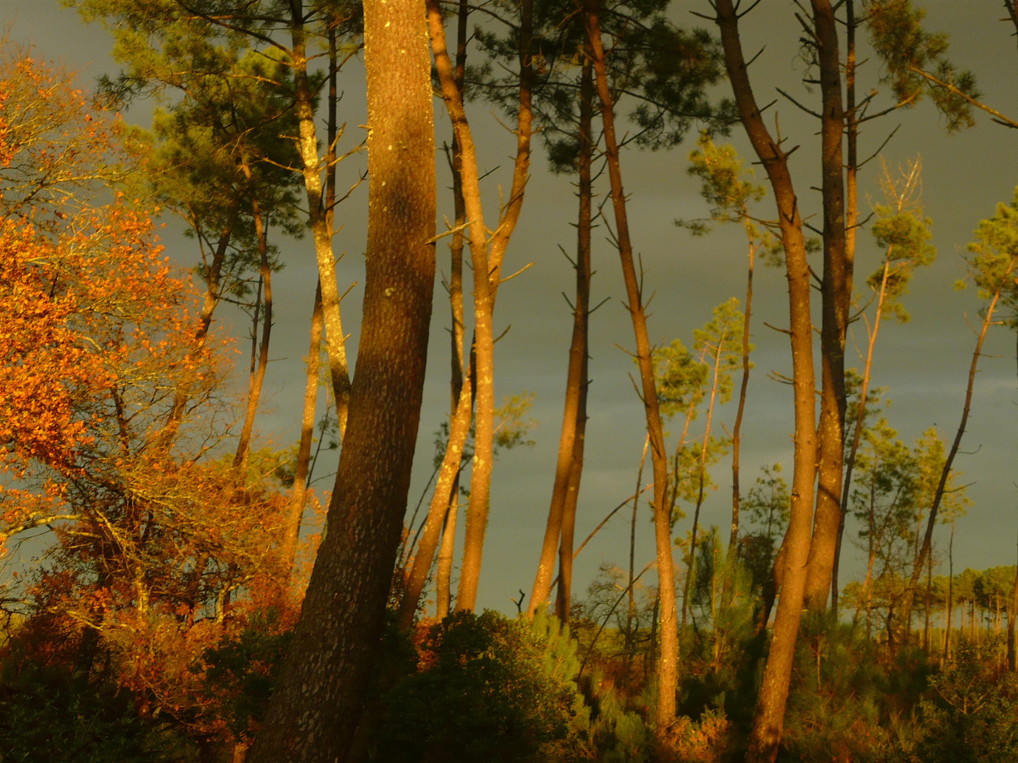 Forêt des Landes, éclairage d'automne.jpg