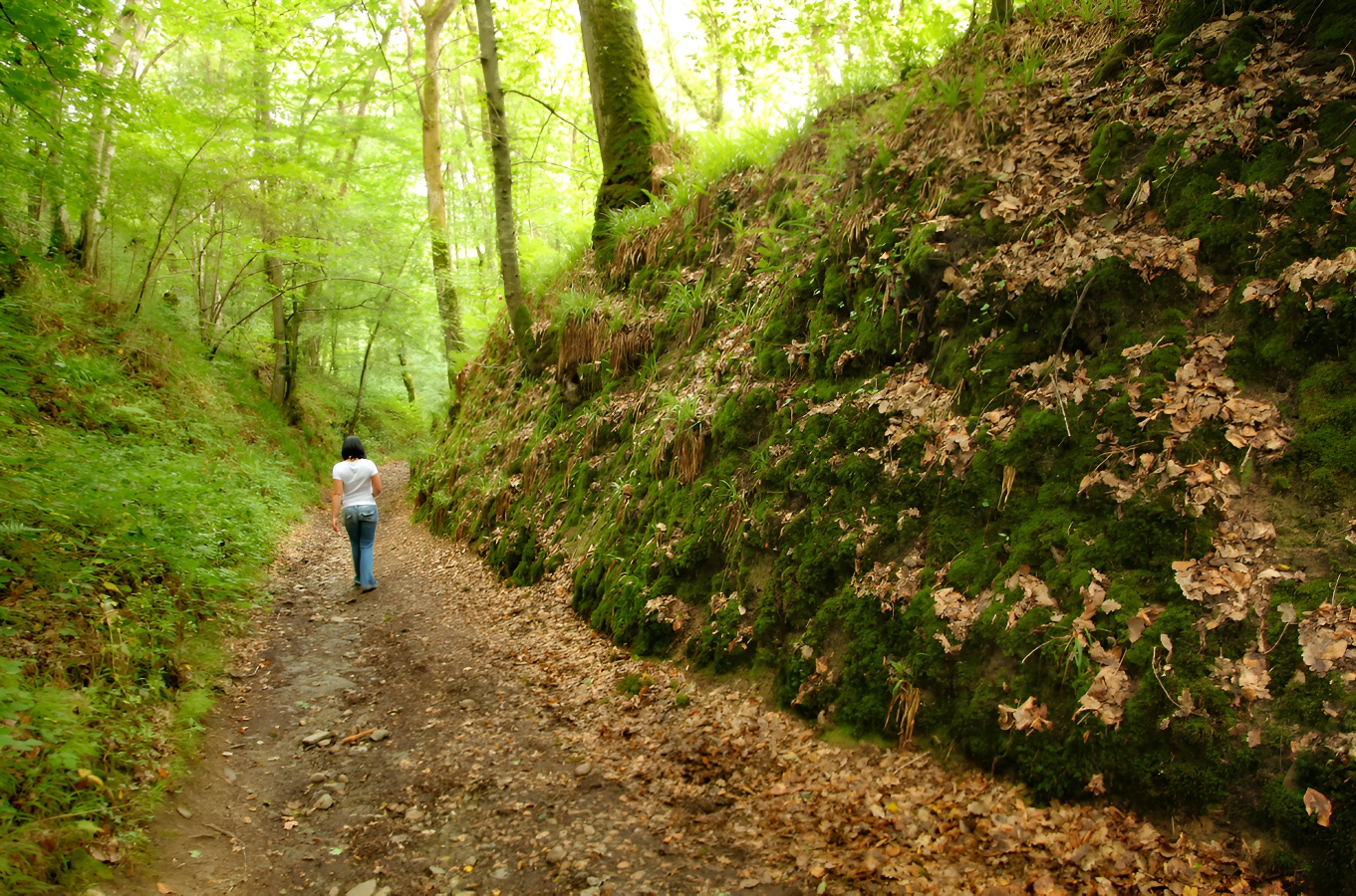 G.WaitForêt