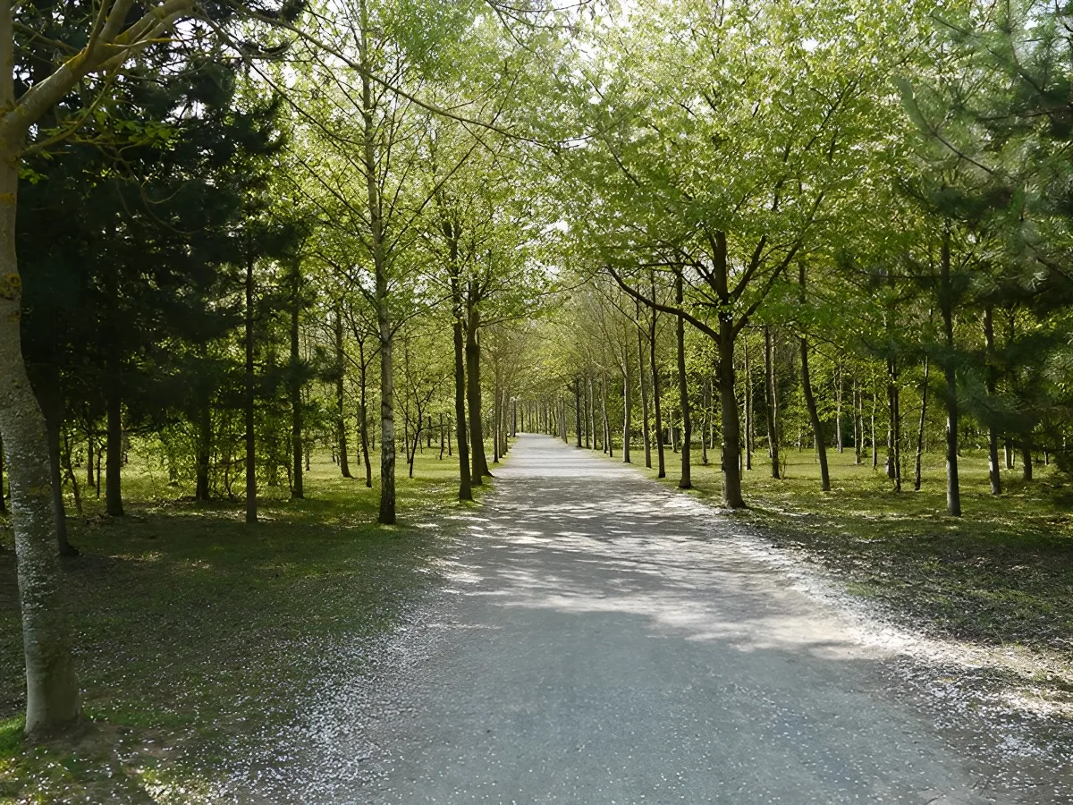 foret-ifs