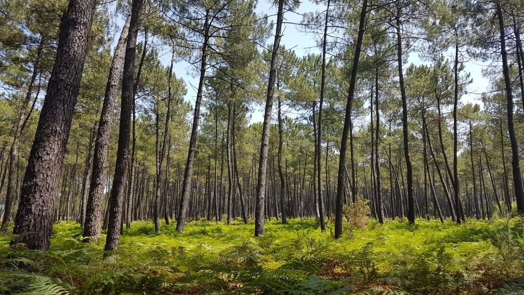 F.PREDONZANForet_Landes_Gascogne_Mios