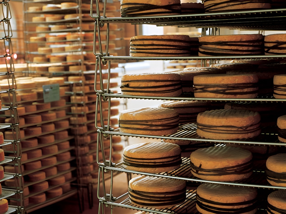 Fromagerie GraindorgeAffinage des livarots à la Fromagerie de Livarot