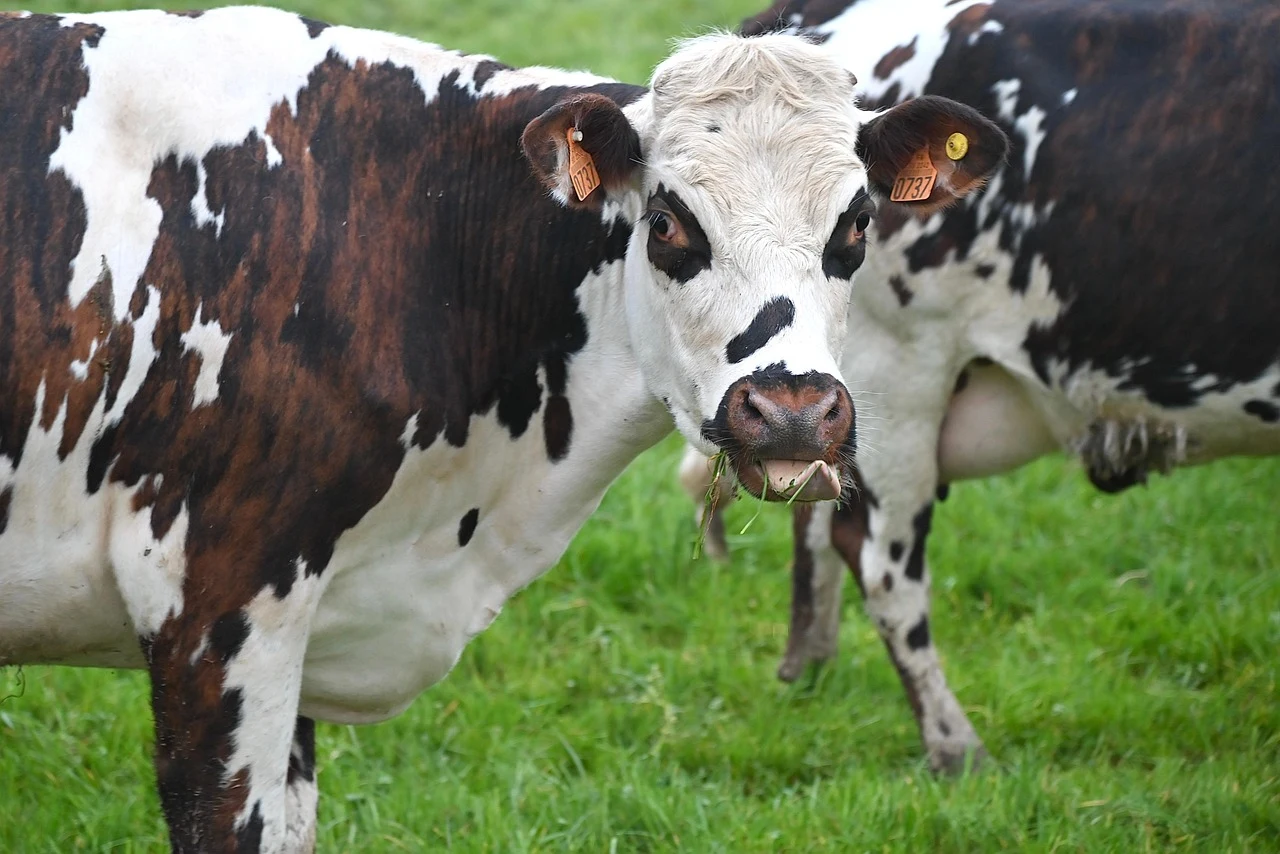 vache, vache normande, vache à lait, ruminant, herbivores, animaux de la ferme, bovins, vache, vache, vache, vache, vache, vache normande, vache normande, vache normande, vache nor