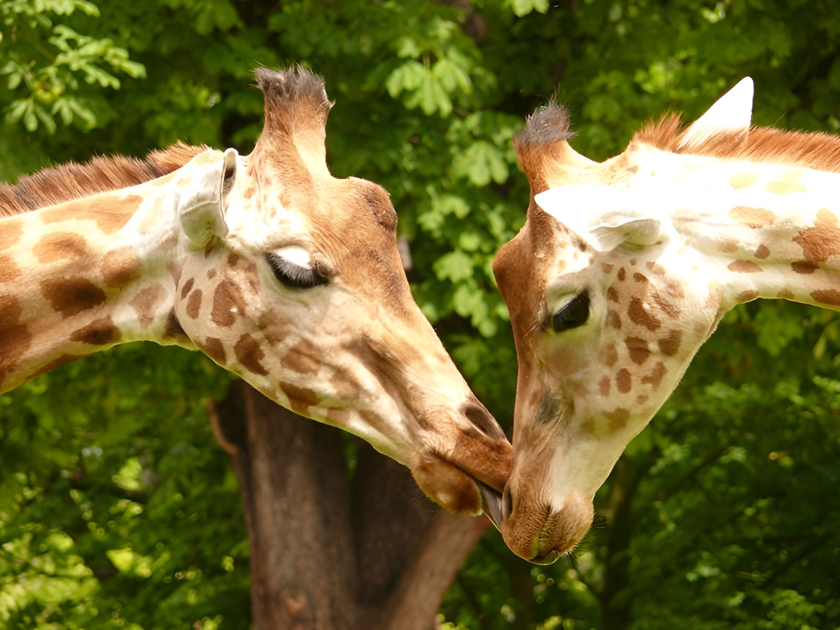 Calvados TourismeGirafes au zoo de Cerza près de Lisieux