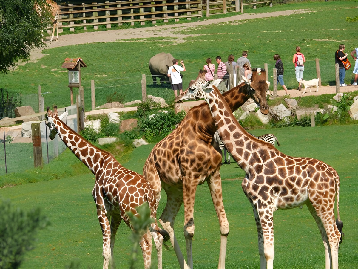 Calvados TourismeGirafes au parc Cerza près de Lisieux
