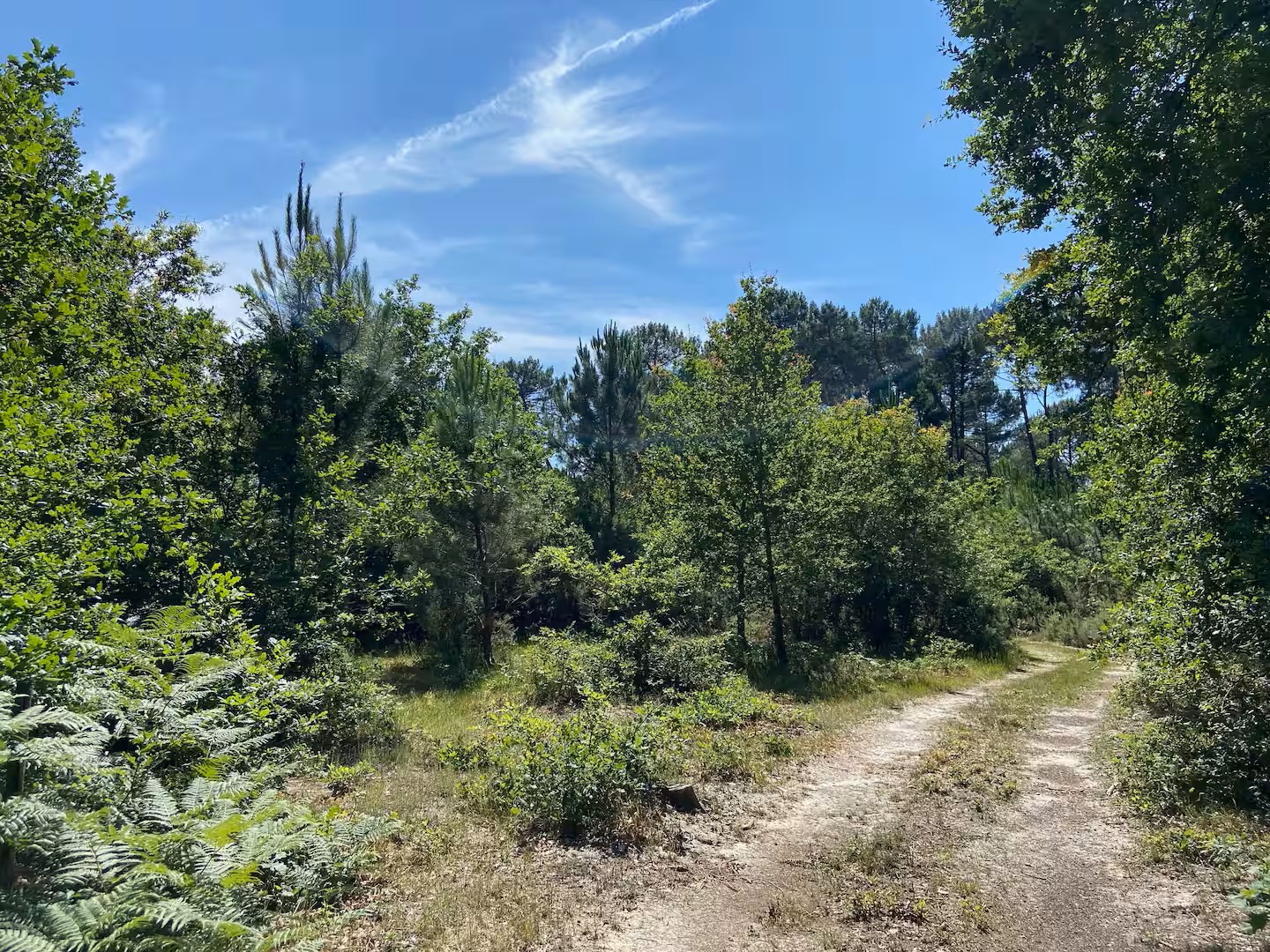 Giraud HardyGiraud Hardy forêt bis
