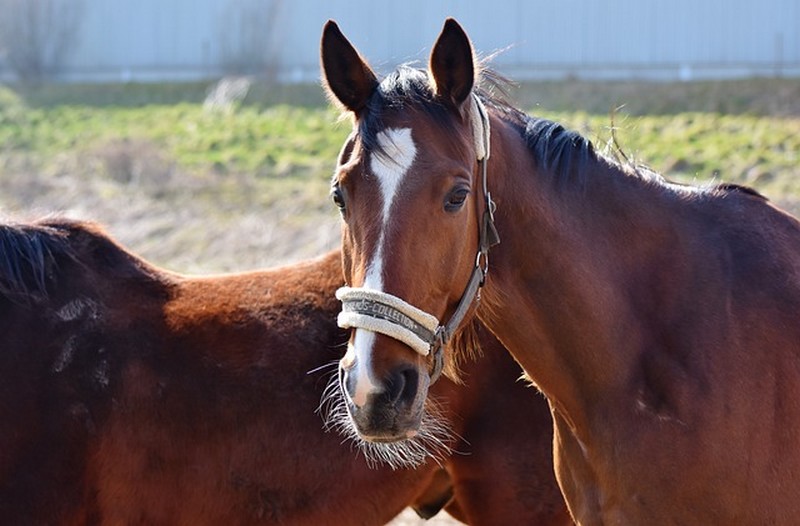 PROPRIETAIREhauteville-la-guichard-centre-equestre-les-tancrede-1