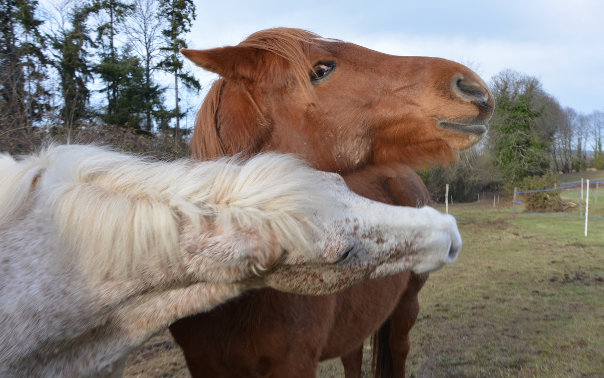PixabayCheval - photo non contractuelle