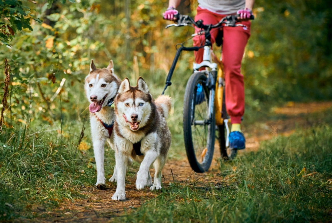 Husky et cani-vtt