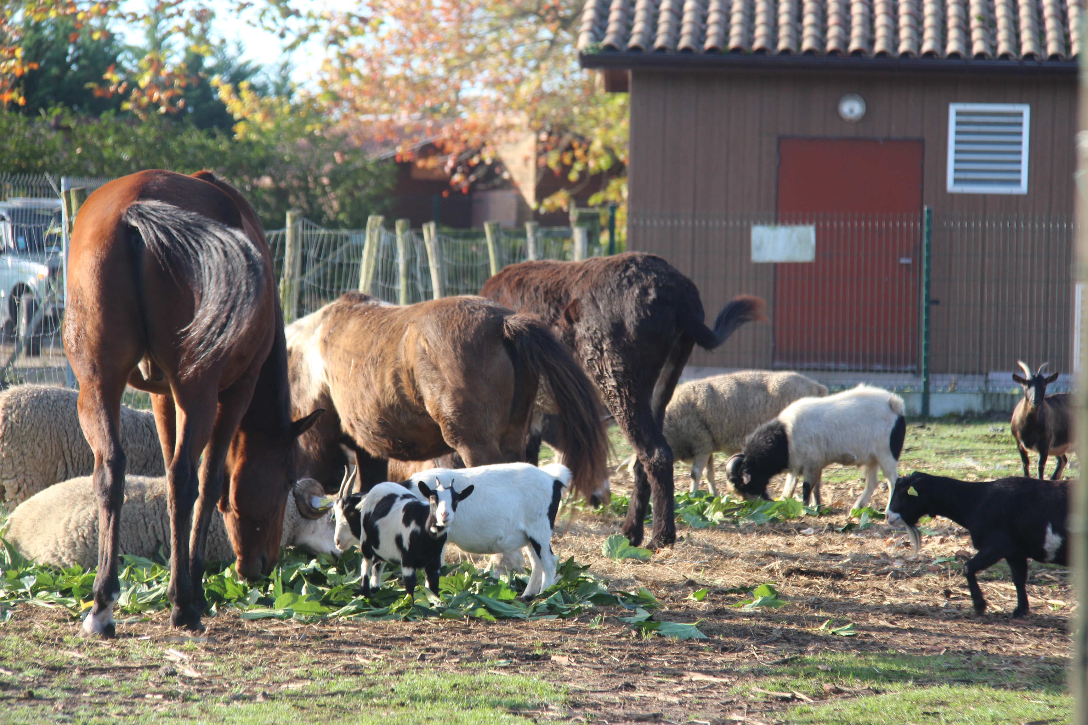 FERME PÉDAGOGIQUEIMG_1672