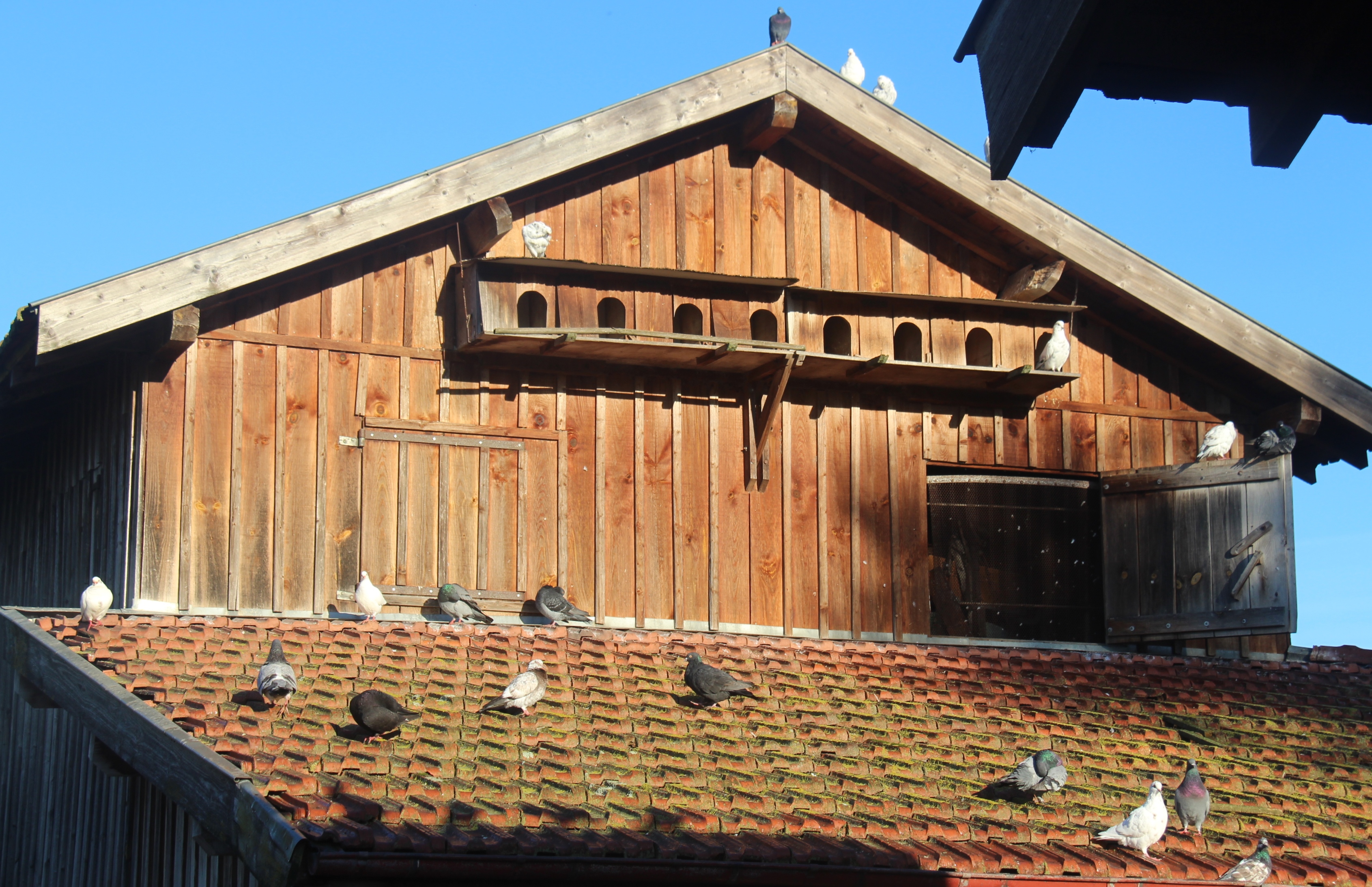 FERME PÉDAGOGIQUEIMG_1702