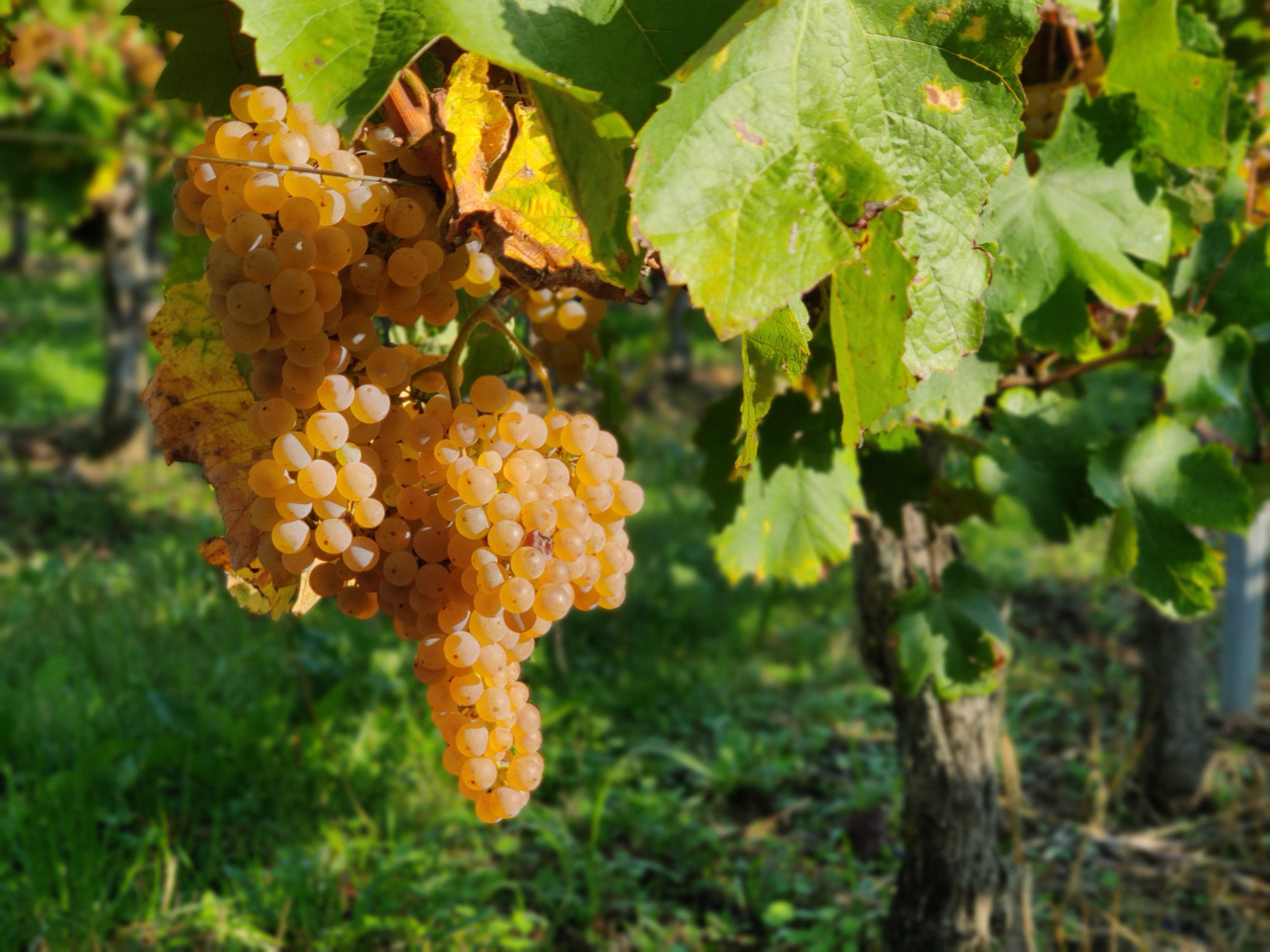 domaine du tastetIMG_20200930_103322_Bokeh