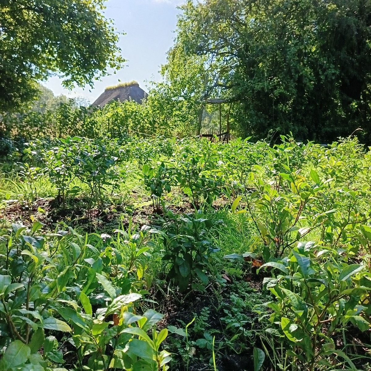 Gaëlle RousseauJardin de thé