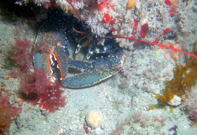 @luclegrandoisClub Subaquatique Hippocampe Granville-Chausey_IMG_4031