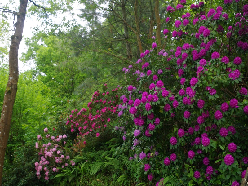 PROPRIETAIRErampan-jardin-le-pre-du-moulin-7