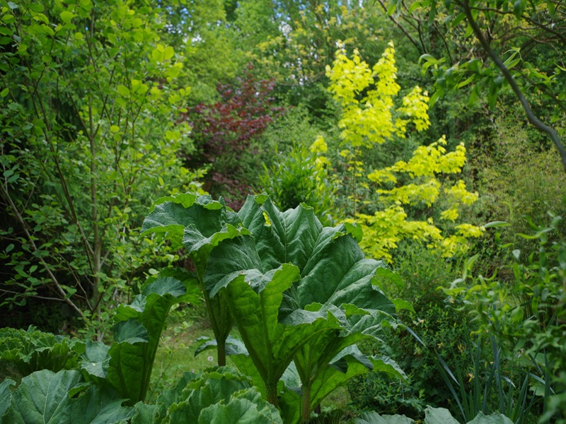 PROPRIETAIRErampan-jardin-le-pre-du-moulin-6