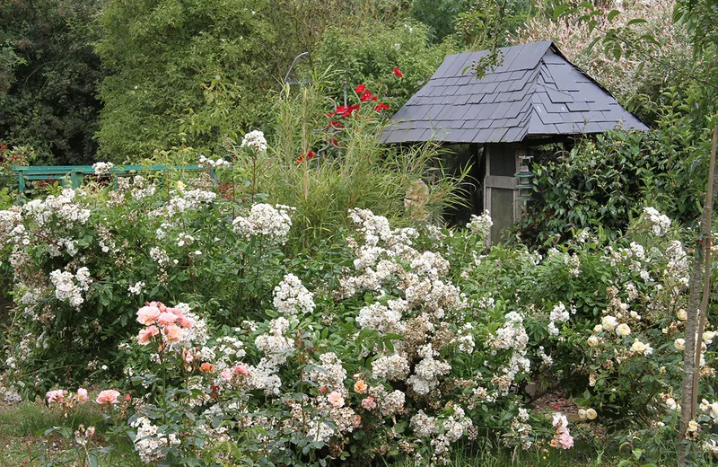 Le Philadelphus