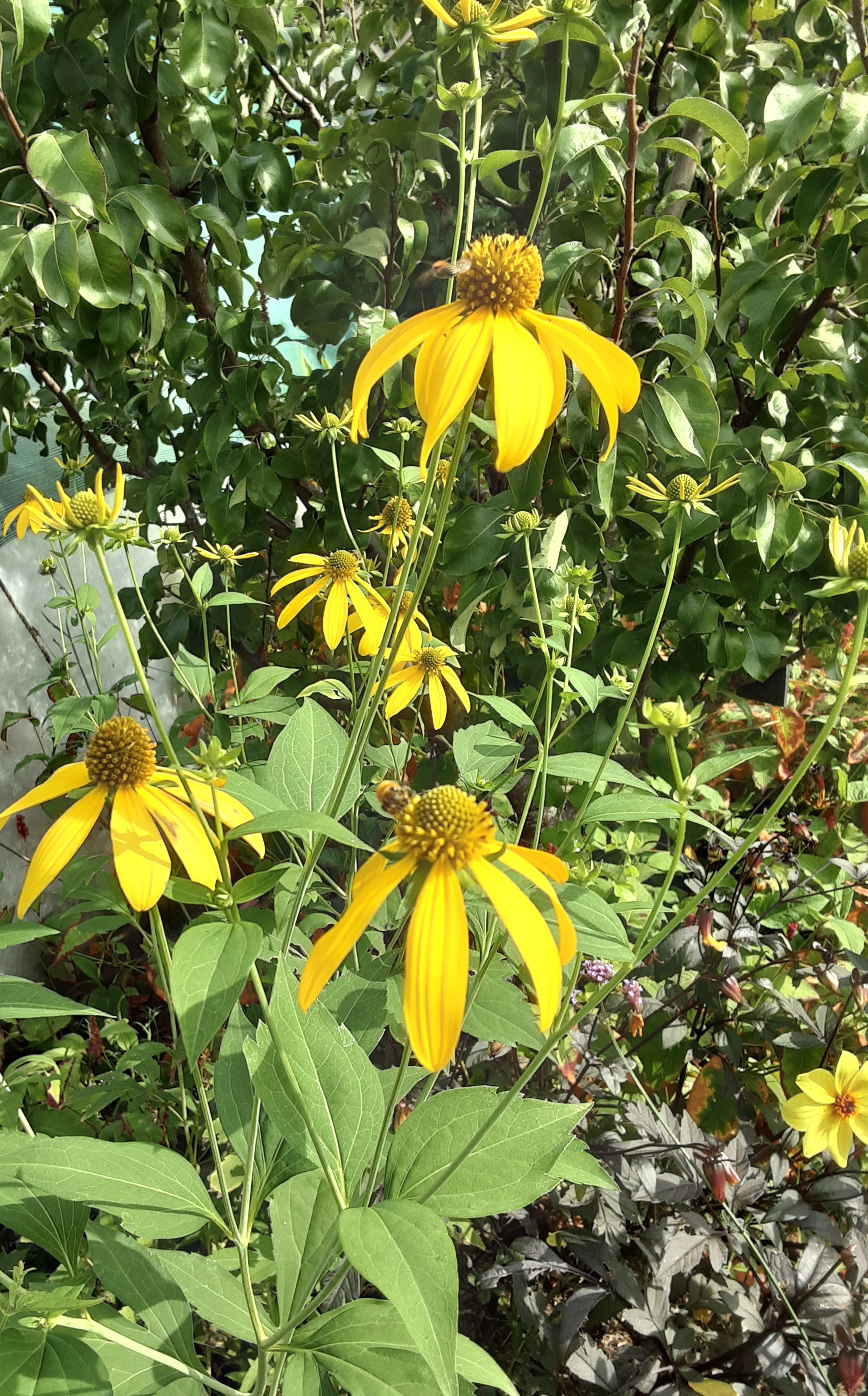 SOURBE Mari-HélèneLINXE_Jardin  Marguerite (2)