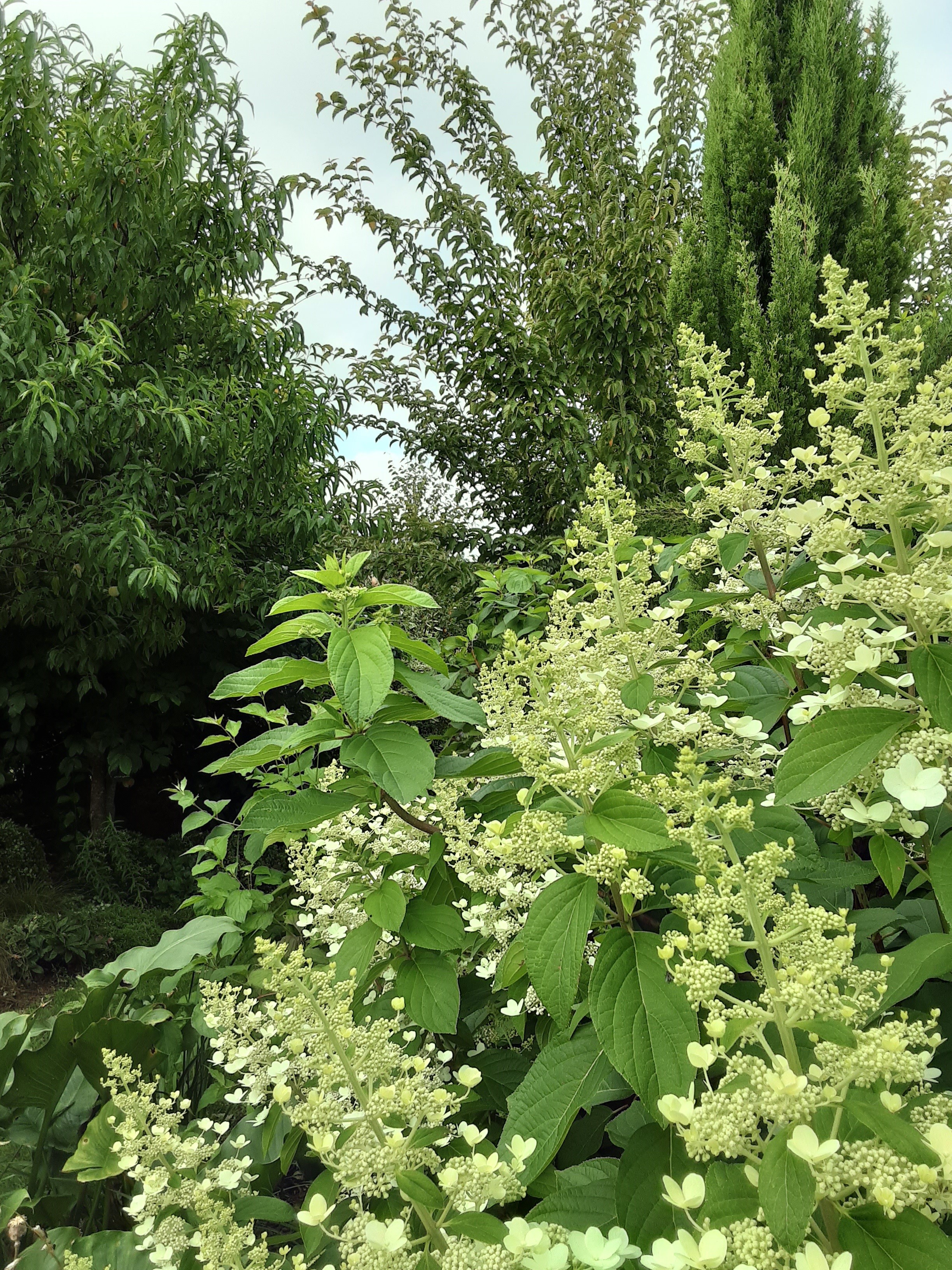 SOURBE Mari-HélèneLINXE_Jardin  Marguerite (5)