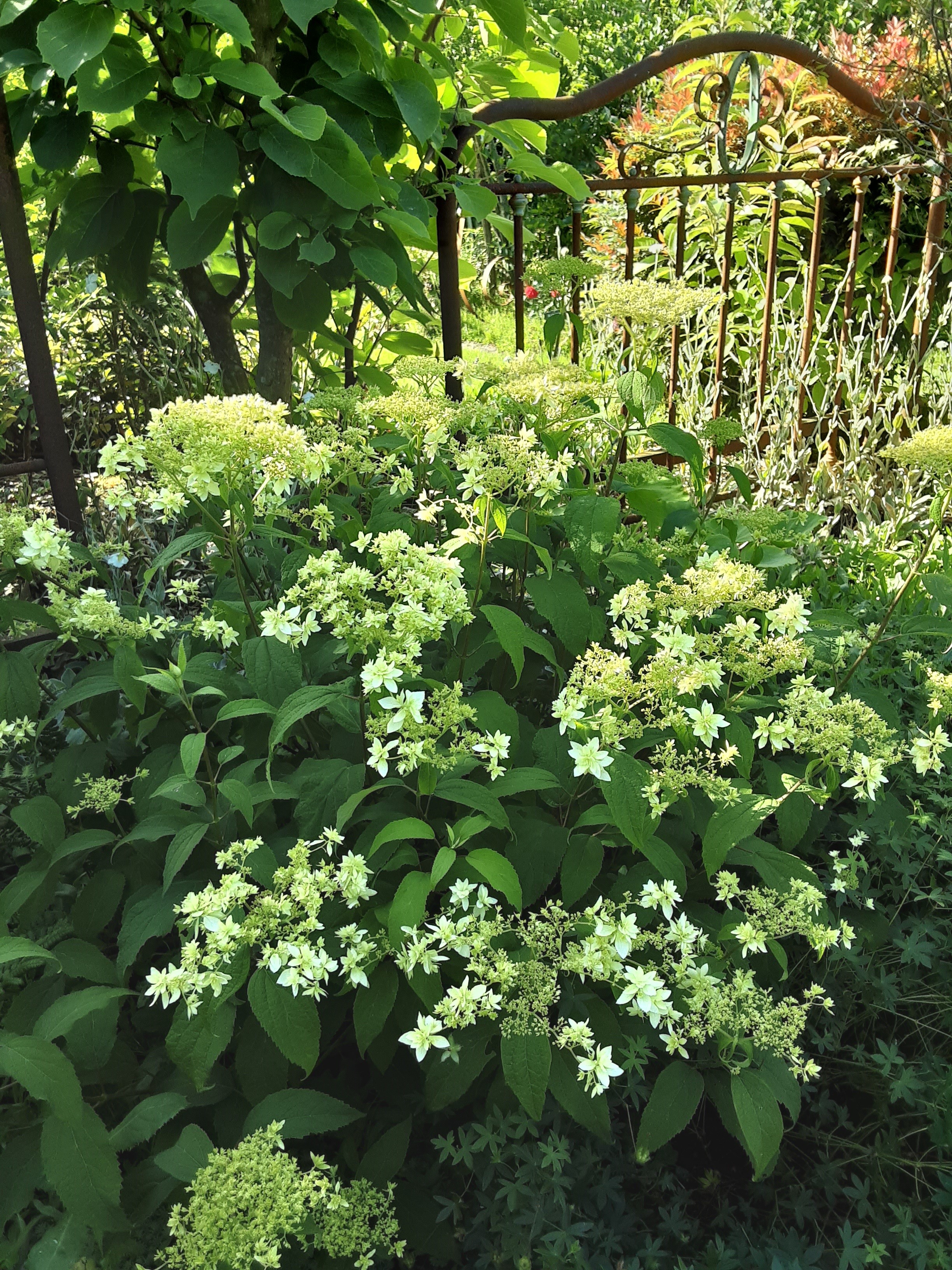 SOURBE Mari-HélèneLINXE_Jardin  Marguerite (4)