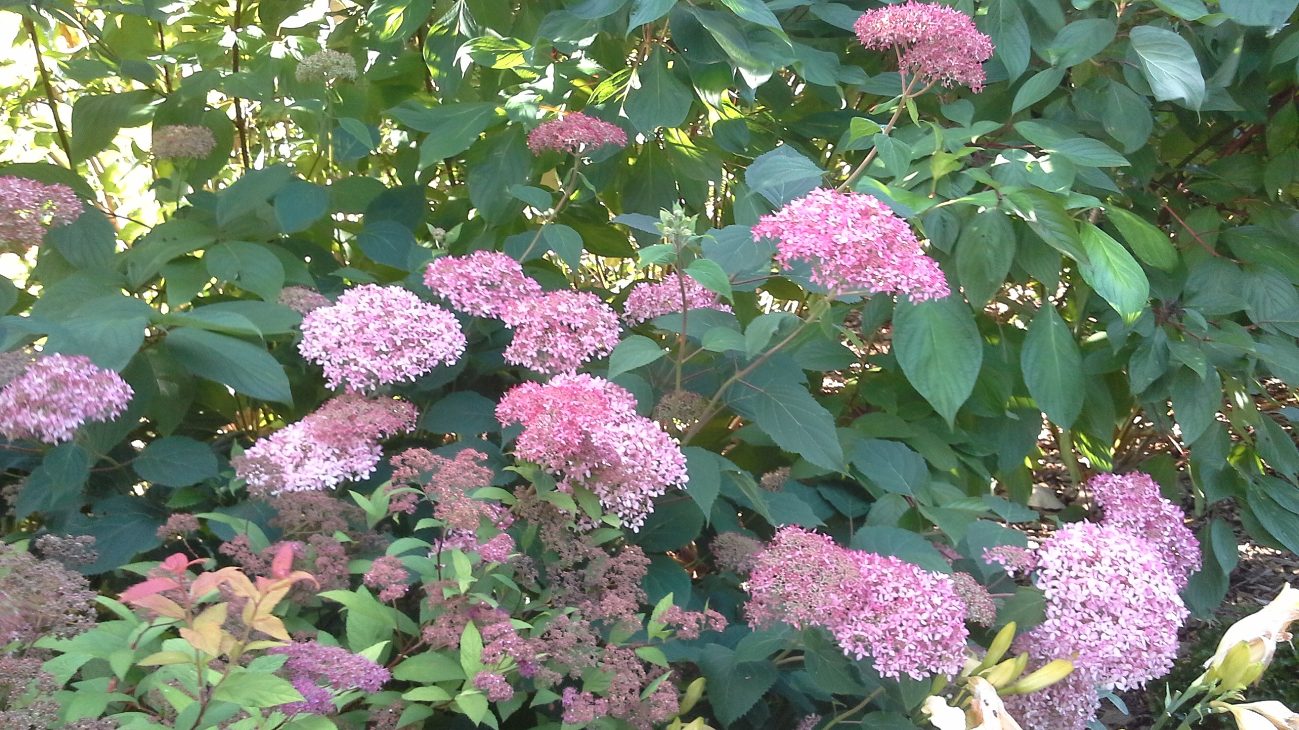 SOURBE Mari-HélèneLINXE_Jardin  Marguerite (3)