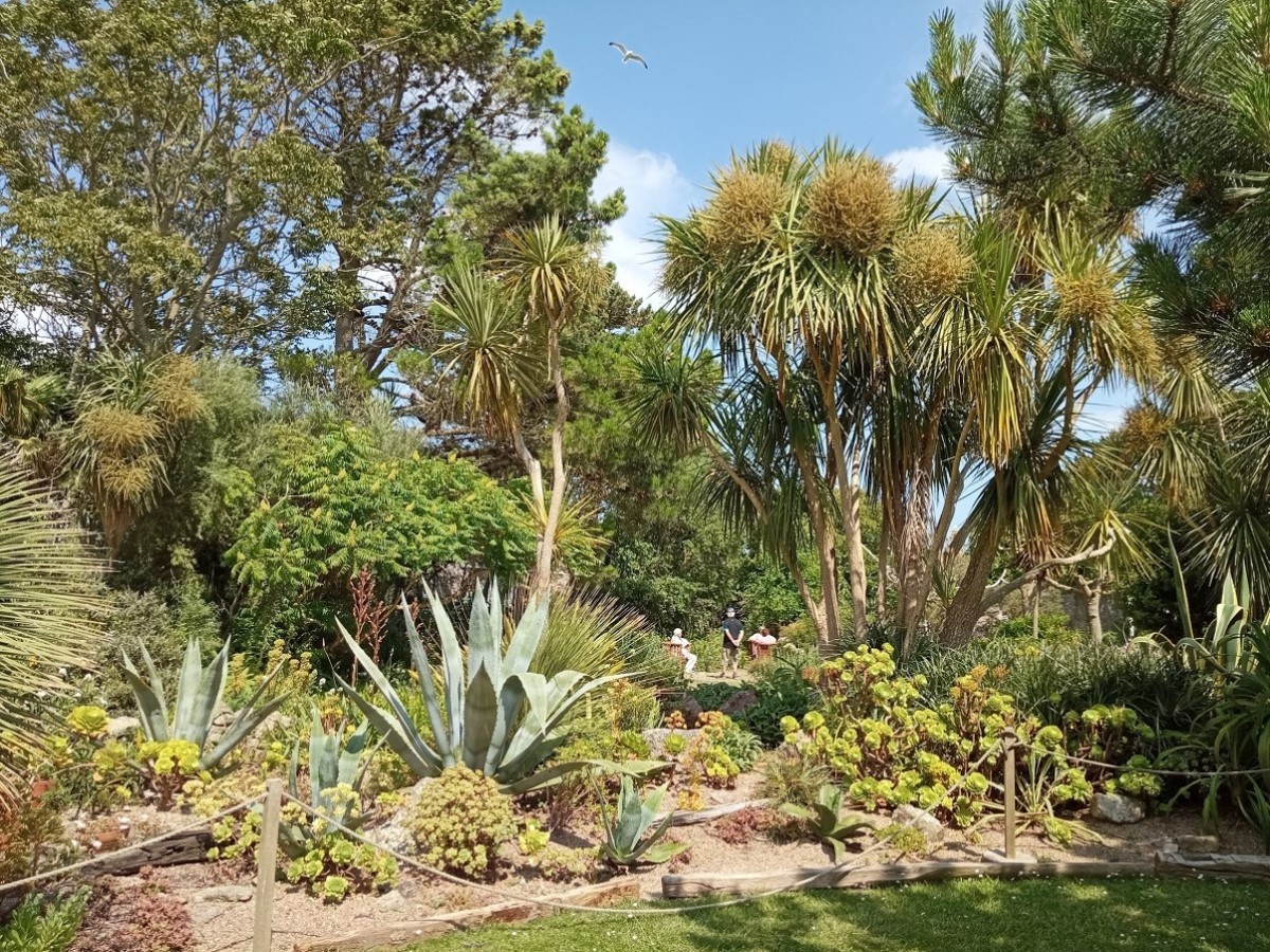 DDAGUIER - CD50Jardin Tatihou