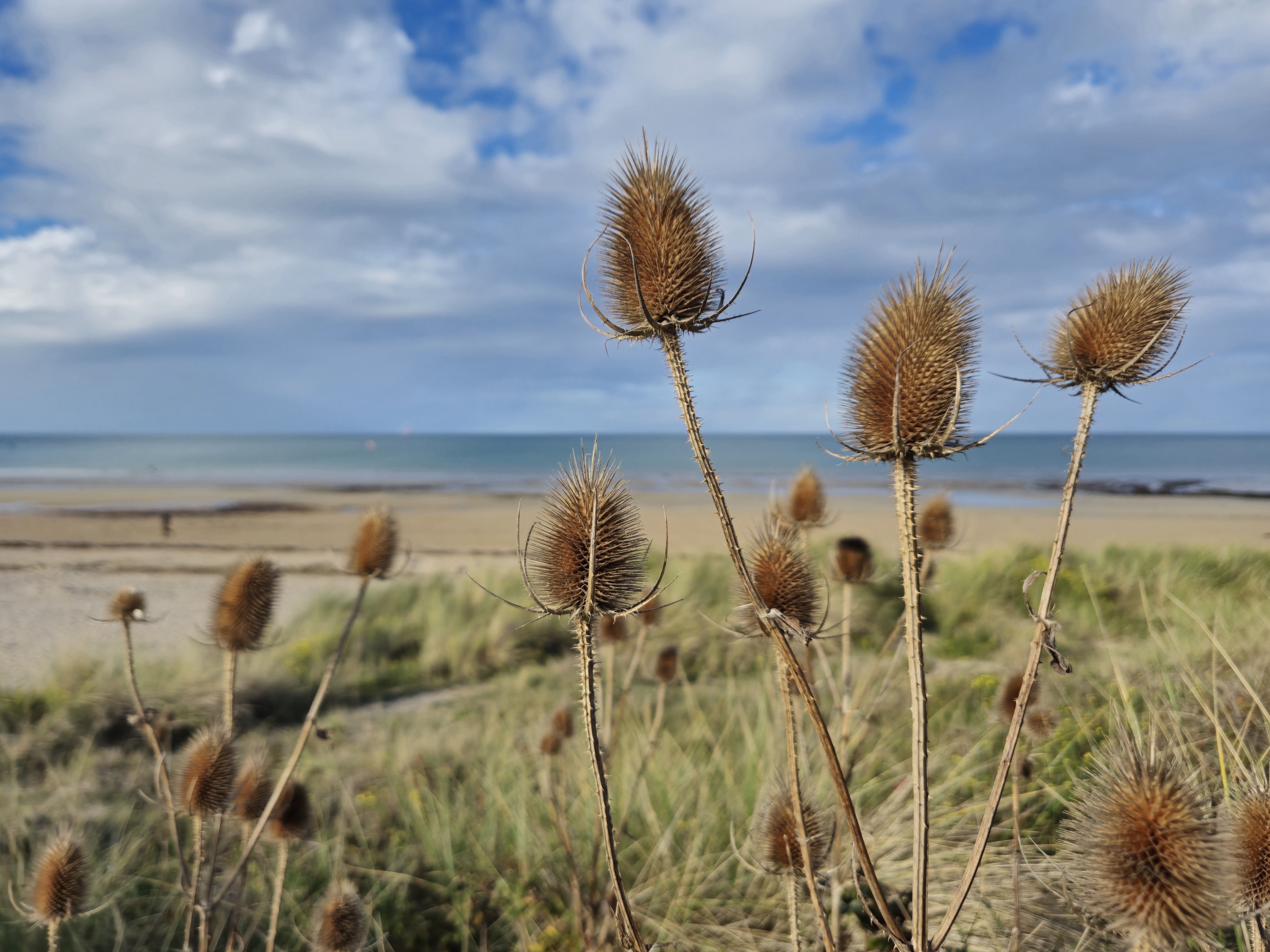 nathalie papouinjuno-beach-dunes-plantes-de-plage-credit-nathalie-papouin (1)