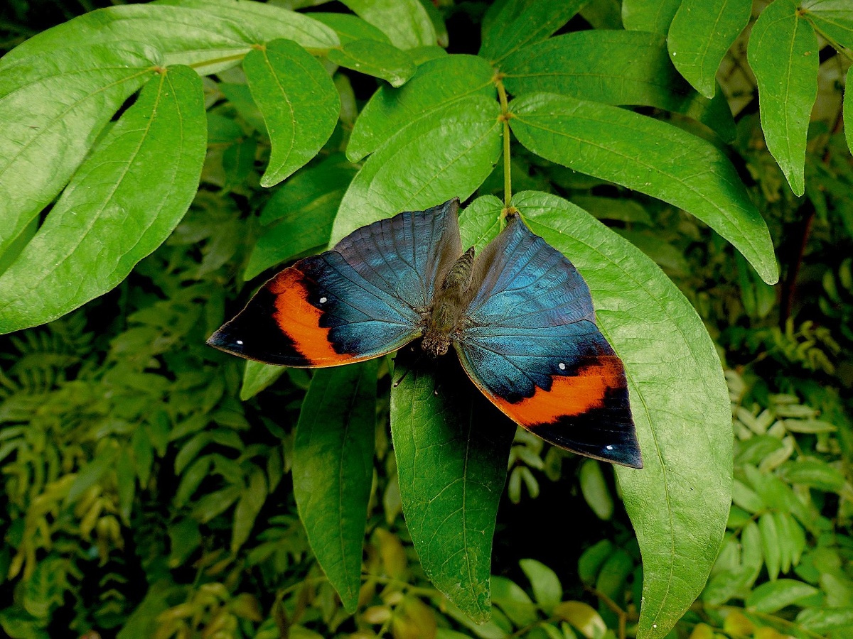 EMERAUDE SARL - NATUROSPACEkallima-inachus-(malaisie)