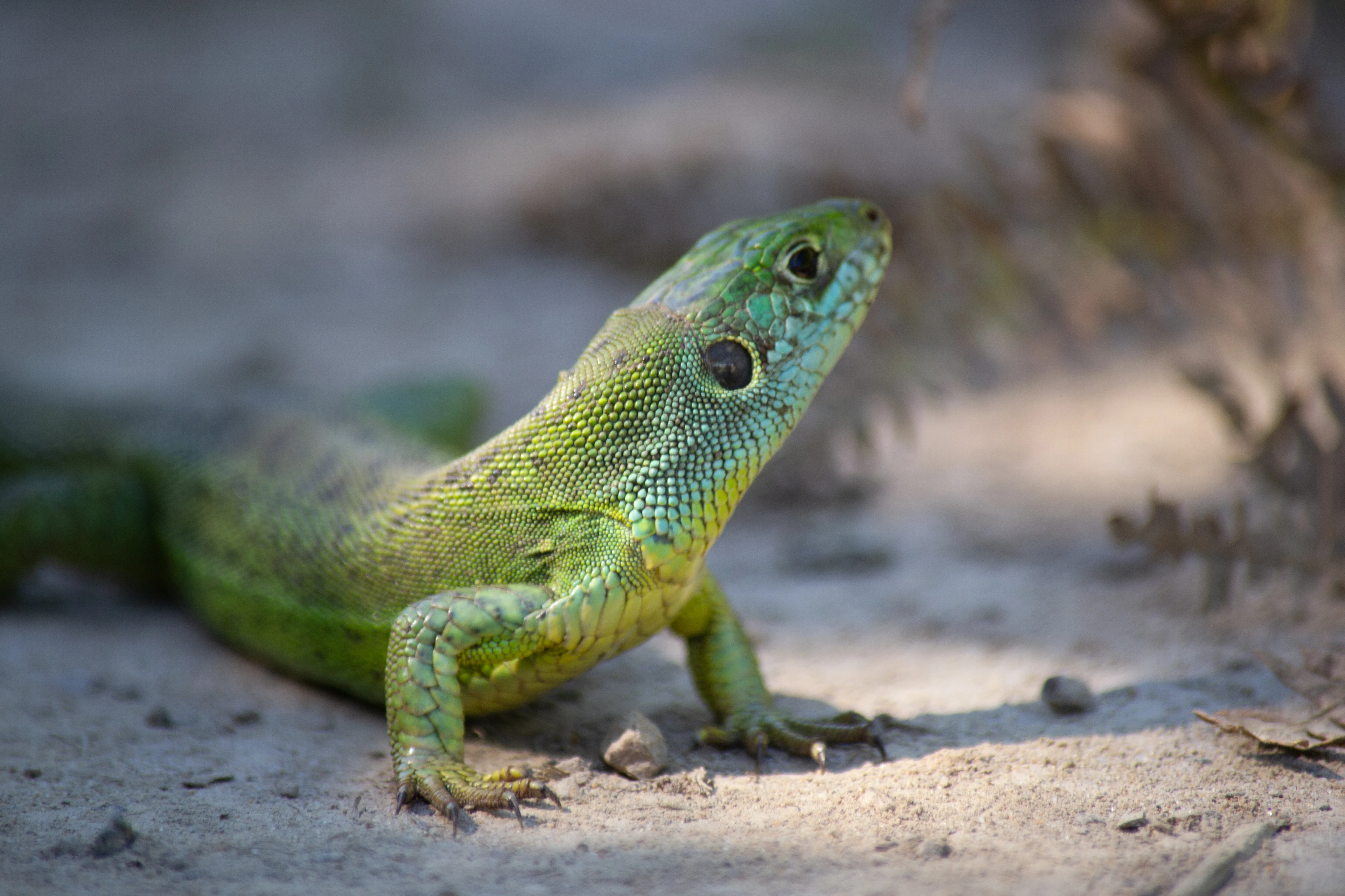 Lézard vert (Lacerta bilineata) marais d'orx 01.jpg