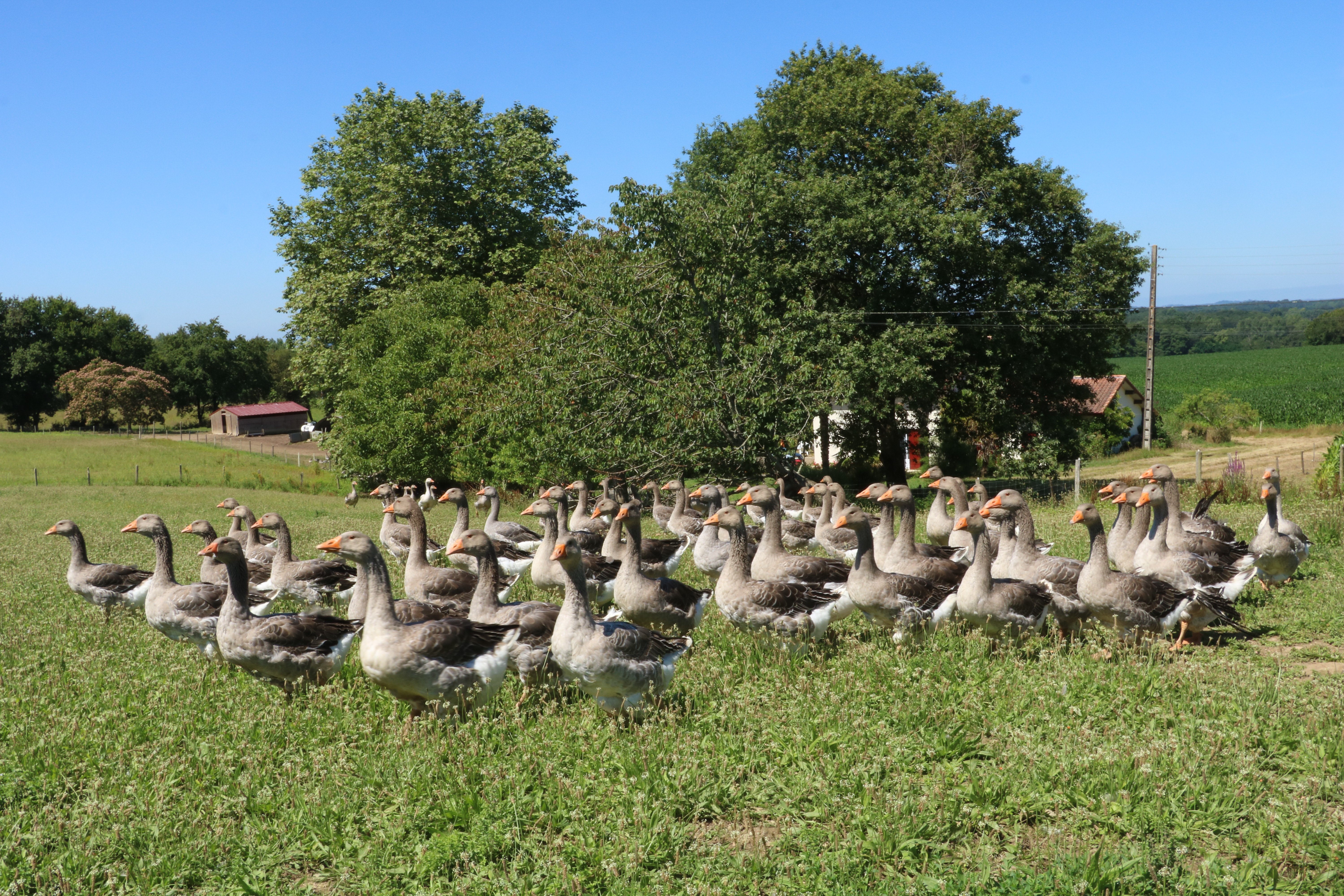 CDT LandesLa_tradition_landaise_production_oies_31