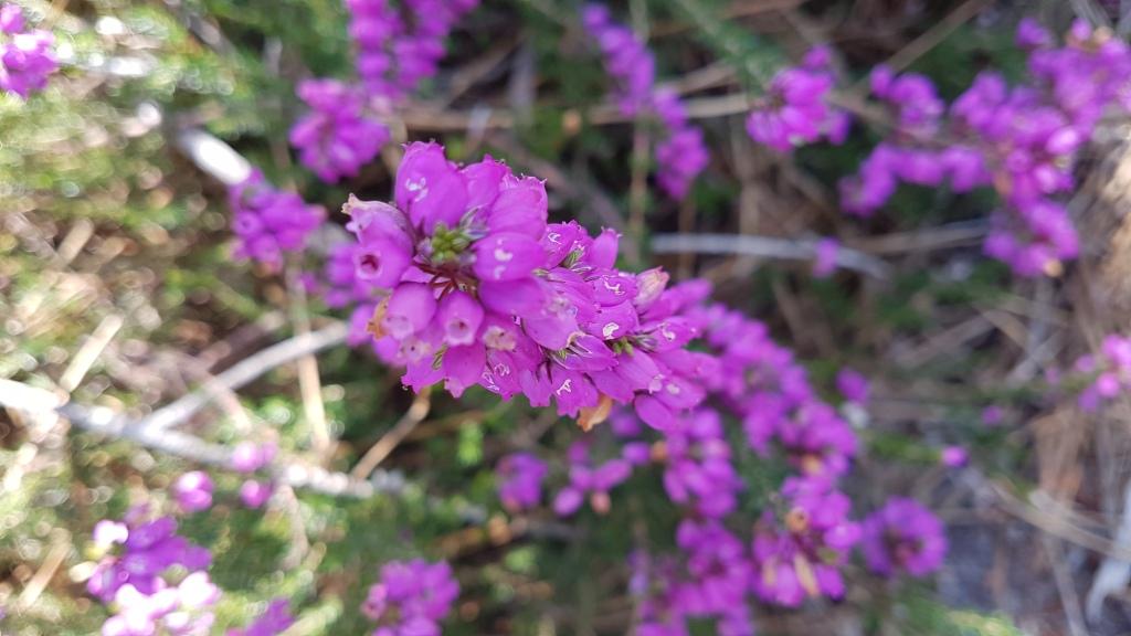 F.PREDONZANLandes-de-Gascogne_Bruyere