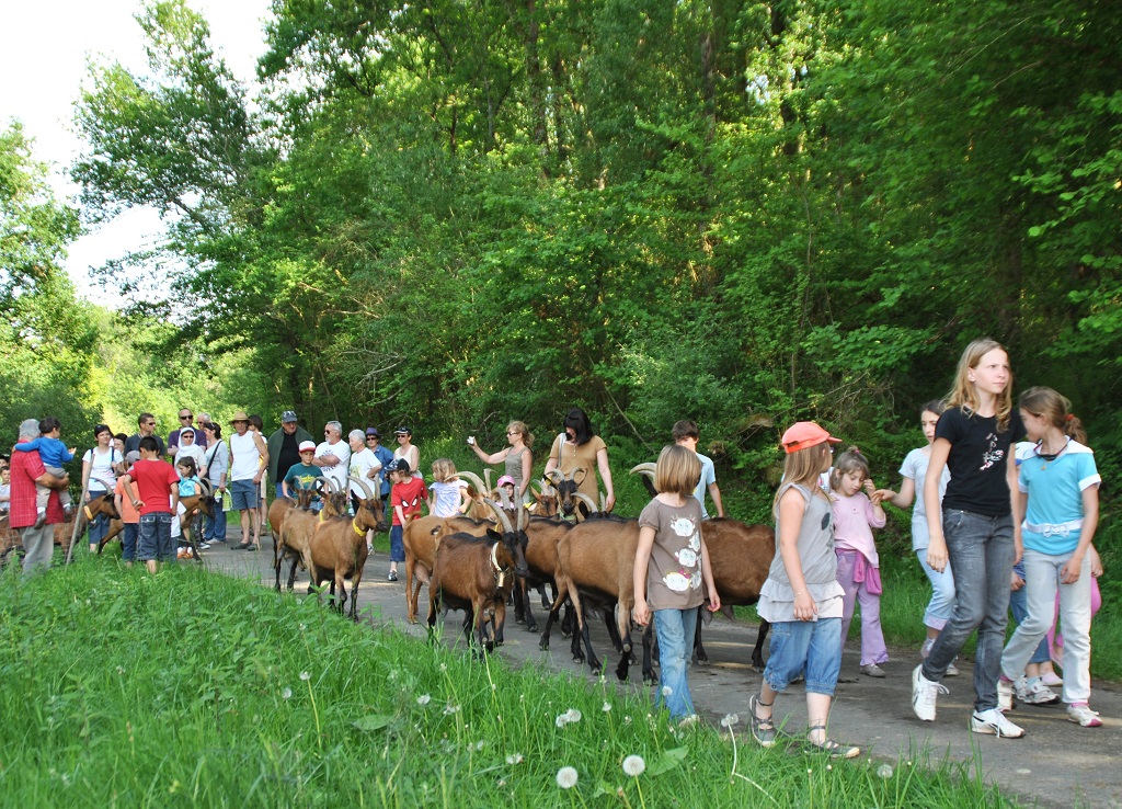 OTCLes chèvres du Prince - chênaies de l'Adour