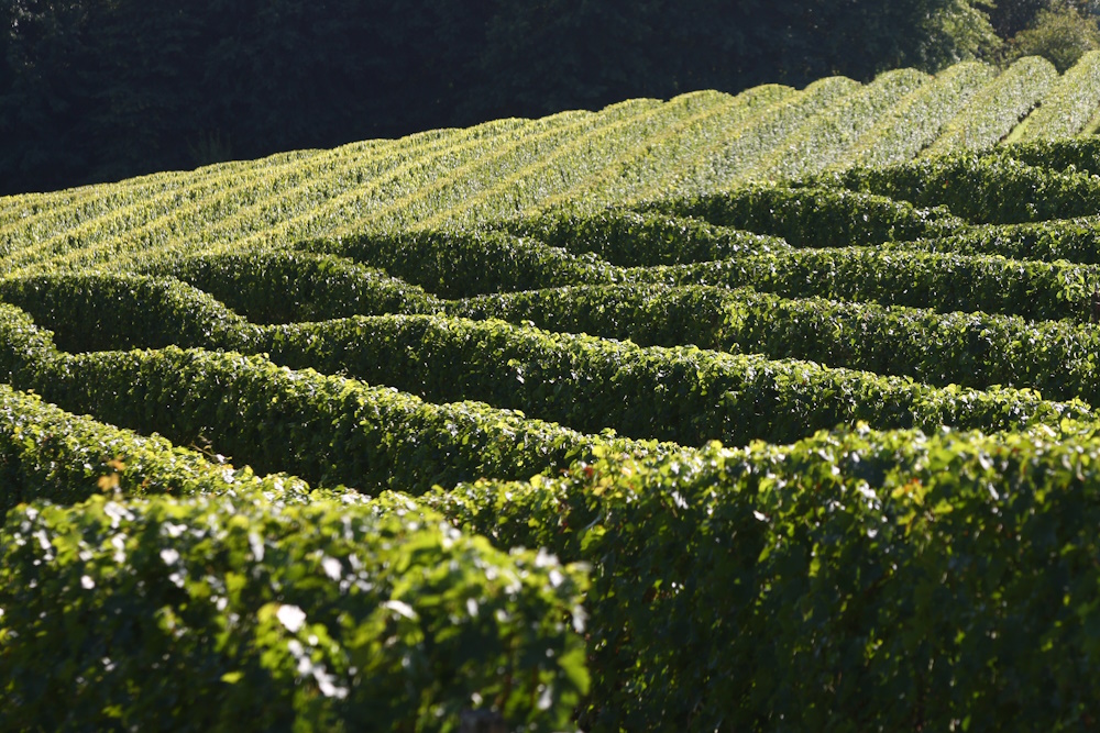 PRIBAT 2024les vignes Domaine de Pribat