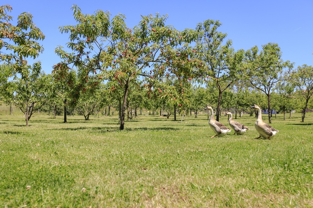 SEDDIKILocation-Seddiki---Landes-atlantiquesud--19-