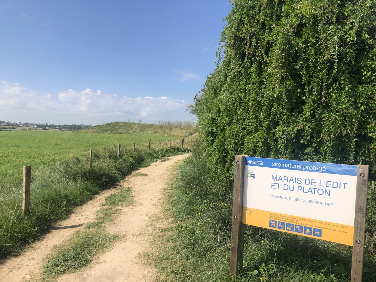 Mathilde Lelandaismarais-du-platon-bernieres-sur-mer-credit-mathilde-lelandais (16)